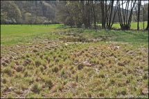 4 feuchte Wiese nahe Elbrighaeuser Bach